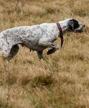 Argentina Dove Hunting Dog