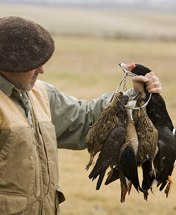 Argentina Dove Hunting Species