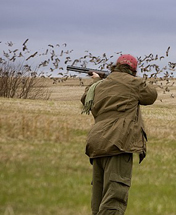 Argentina Dove Hunting