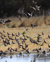 Argentina Dove Shooting