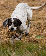 Dove Hunting in Argentina Dog