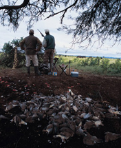 dove hunting