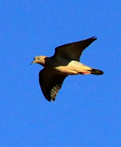 Eared Dove Species in Argentina